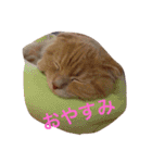 愛猫 ちょこ（個別スタンプ：2）