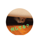 愛猫 ちょこ（個別スタンプ：9）