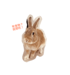 peanut crisp_Rabbit（個別スタンプ：6）