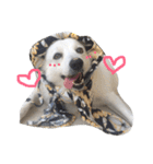 Beauty Spitz dog cute cute（個別スタンプ：11）