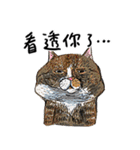 eh！cat！7（個別スタンプ：1）