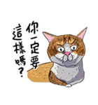 eh！cat！7（個別スタンプ：36）