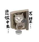 eh！cat！7（個別スタンプ：38）