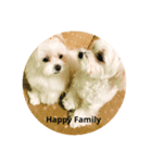 Maltese family（個別スタンプ：8）