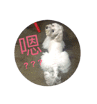 baby dog Dwye Dwye .（個別スタンプ：13）