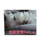 baby dog Dwye Dwye .（個別スタンプ：16）