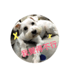 baby dog Dwye Dwye .（個別スタンプ：21）