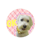 baby dog Dwye Dwye .（個別スタンプ：22）