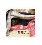 My cat is very cute and 78.（個別スタンプ：13）