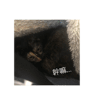 My cat is very cute and 78.（個別スタンプ：15）