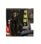 My cat is very cute and 78.（個別スタンプ：16）