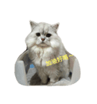 CuteCat-BenBen（個別スタンプ：1）