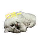 CuteCat-BenBen（個別スタンプ：2）