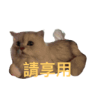 CuteCat-BenBen（個別スタンプ：4）