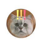 CuteCat-BenBen（個別スタンプ：6）