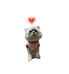 CuteCat-BenBen（個別スタンプ：10）
