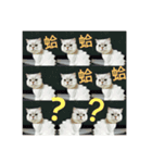 CuteCat-BenBen（個別スタンプ：12）