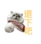 CuteCat-BenBen（個別スタンプ：13）