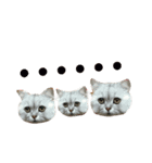 CuteCat-BenBen（個別スタンプ：14）