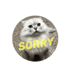 CuteCat-BenBen（個別スタンプ：16）