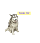 A husky named Lady（個別スタンプ：1）