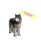 A husky named Lady（個別スタンプ：3）