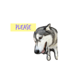 A husky named Lady（個別スタンプ：4）