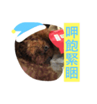 A fatty Poodle（個別スタンプ：10）