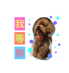 A fatty Poodle（個別スタンプ：12）