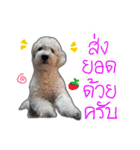 Lucky Cute dog（個別スタンプ：4）