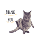 Peupeu cat 2（個別スタンプ：3）