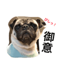 Hamachi is pug（個別スタンプ：1）