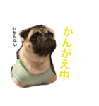 Hamachi is pug（個別スタンプ：2）