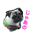 Hamachi is pug（個別スタンプ：3）