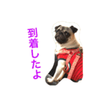 Hamachi is pug（個別スタンプ：6）