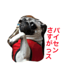 Hamachi is pug（個別スタンプ：7）