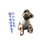 Hamachi is pug（個別スタンプ：9）