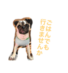 Hamachi is pug（個別スタンプ：10）