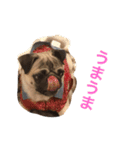 Hamachi is pug（個別スタンプ：11）