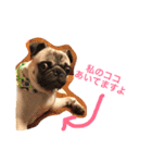 Hamachi is pug（個別スタンプ：12）