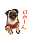 Hamachi is pug（個別スタンプ：16）