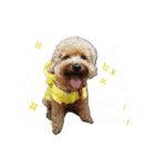 Bonbons the Poodle（個別スタンプ：1）