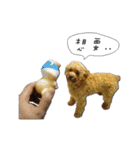 Bonbons the Poodle（個別スタンプ：4）