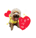 Bonbons the Poodle（個別スタンプ：12）