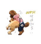 Bonbons the Poodle（個別スタンプ：23）