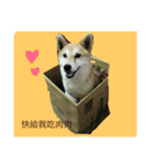 cute dog pipi（個別スタンプ：2）