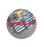 れおちゃん3（個別スタンプ：4）