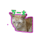 Shanshan`s cat（個別スタンプ：6）