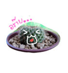 cactus.cactus（個別スタンプ：1）