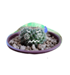 cactus.cactus（個別スタンプ：13）